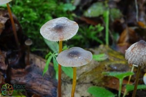 mycena zephirus (2) (1200 x 800).jpg_product_product_product_product